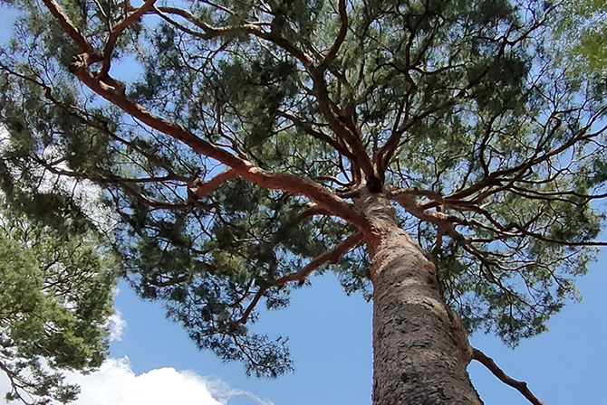 ジブリ美術館　赤松