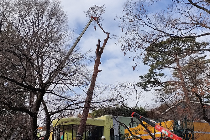 ジブリ美術館　赤松